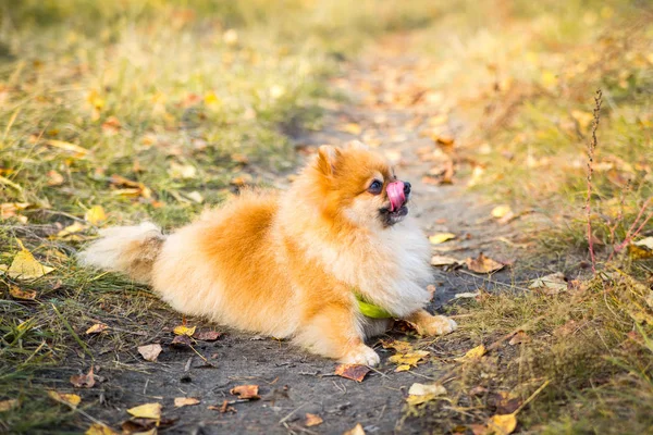 Retrato de jengibre Pomerania perro en un fondo de naturaleza otoñal . — Foto de Stock