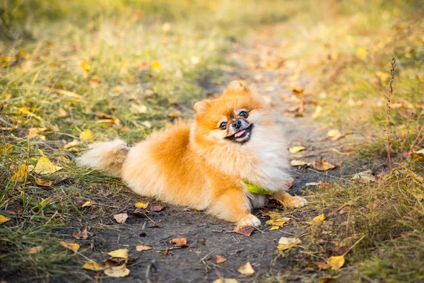 Retrato de jengibre Pomerania perro en un fondo de naturaleza otoñal . —  Fotos de Stock