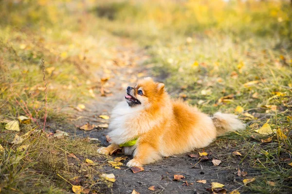 Retrato de jengibre Pomerania perro en un fondo de naturaleza otoñal . — Foto de Stock