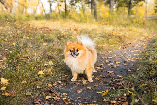 Retrato de jengibre Pomerania perro en un fondo de naturaleza otoñal . —  Fotos de Stock