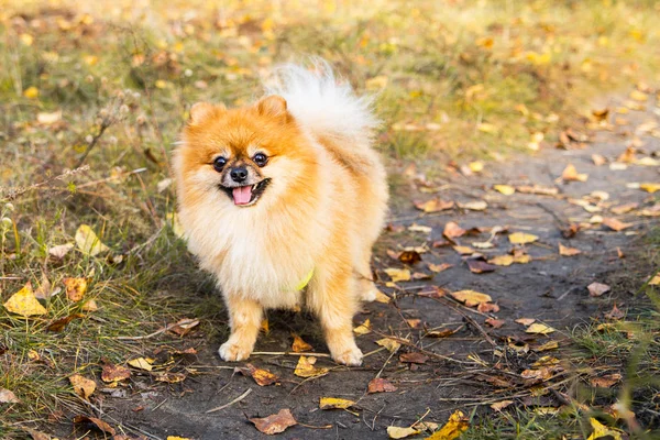 Retrato de jengibre Pomerania perro en un fondo de naturaleza otoñal . — Foto de Stock