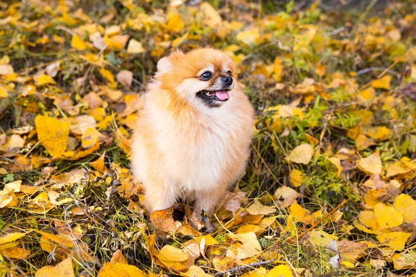 Portrait of ginger Pomeranian dog on a autumnal nature background. — Stock Photo, Image