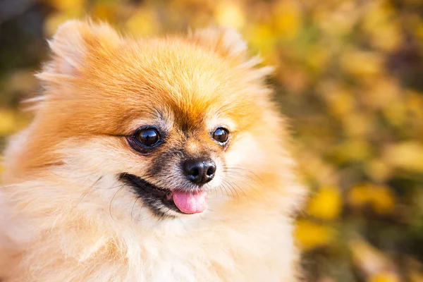 Portrait of ginger Pomeranian dog on a autumnal nature background. — Stock Photo, Image