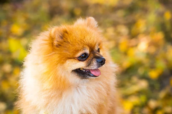 Retrato de jengibre Pomerania perro en un fondo de naturaleza otoñal . — Foto de Stock