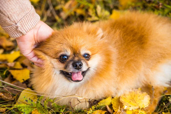 Retrato de jengibre Pomerania perro en un fondo de naturaleza otoñal . — Foto de Stock