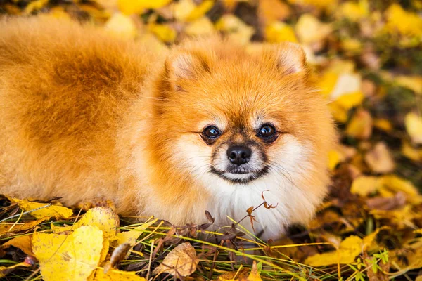 Retrato de jengibre Pomerania perro en un fondo de naturaleza otoñal . — Foto de Stock