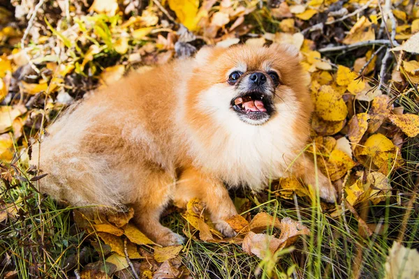 Retrato de jengibre Pomerania perro en un fondo de naturaleza otoñal . — Foto de Stock