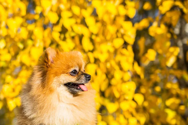 Retrato de jengibre Pomerania perro en un fondo de naturaleza otoñal . — Foto de Stock