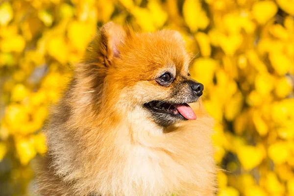 Retrato de jengibre Pomerania perro en un fondo de naturaleza otoñal . — Foto de Stock