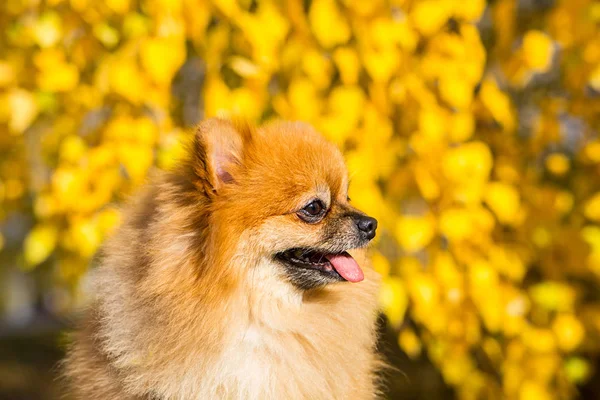 Retrato de jengibre Pomerania perro en un fondo de naturaleza otoñal . — Foto de Stock