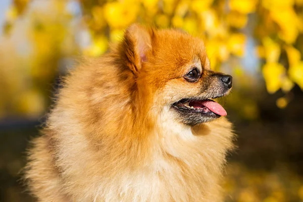 Retrato de jengibre Pomerania perro en un fondo de naturaleza otoñal . — Foto de Stock