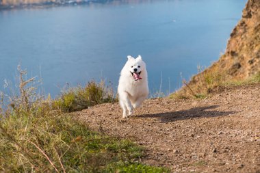 Nehrin mavi arka planında koşan çılgın Samoyed köpeğinin portresi.