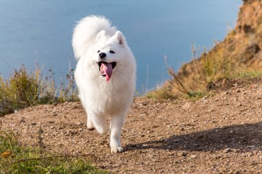 Nehrin mavi arka planında koşan çılgın Samoyed köpeğinin portresi.