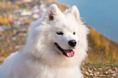 Nehrin mavi arka planında koşan çılgın Samoyed köpeğinin portresi.
