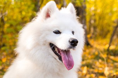 Beyaz Samoyed köpeğinin portresi sonbahar sarı ormanında yapraklarla yürüyor ve koşuyor.