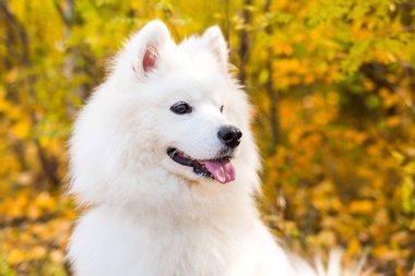 Beyaz Samoyed köpeğinin portresi sonbahar sarı ormanında yapraklarla yürüyor ve koşuyor.