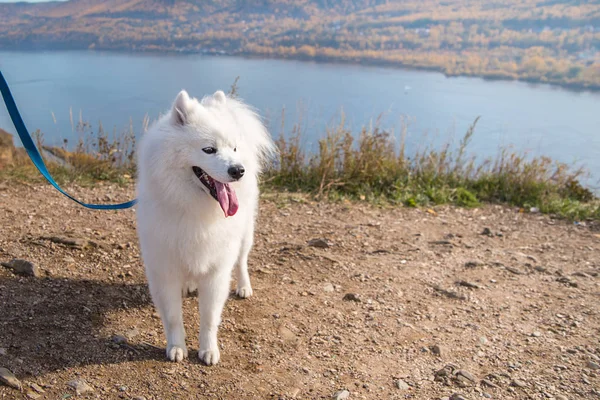 Portrait of white running mad Samoyed crazy dog walks outdoors on a leash