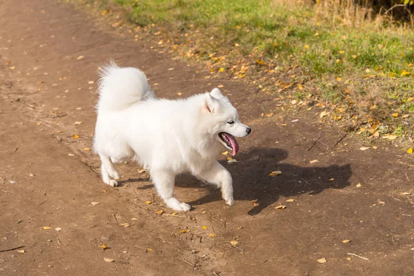 Retrato de perro Samoyedo corriendo blanco sobre un fondo de sendero —  Fotos de Stock