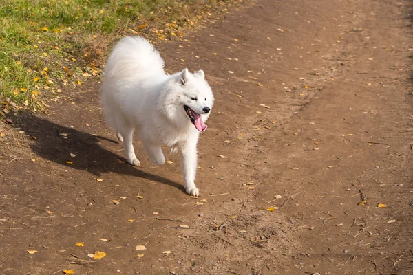 Portrait de chien Samoyed blanc en cours d'exécution sur un fond de tramway — Photo