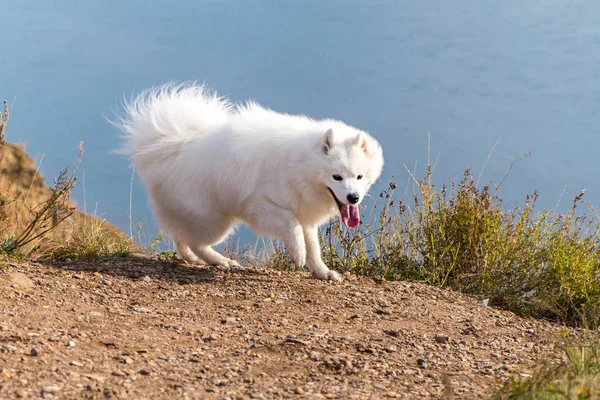 Portrait of white running mad Samoyed crazy dog on a blue background of river