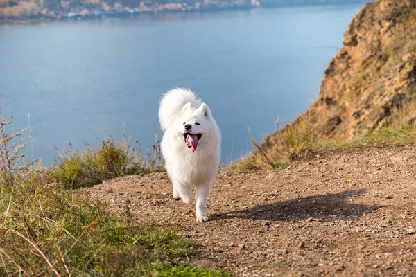 Portrait of white running mad Samoyed crazy dog on a blue background of river