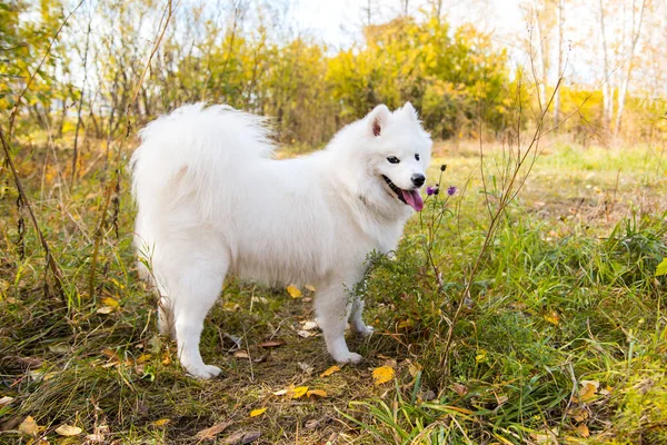 Beyaz Samoyed köpeğinin portresi sonbahar sarı ormanında yapraklarla yürüyor ve koşuyor. — Stok fotoğraf