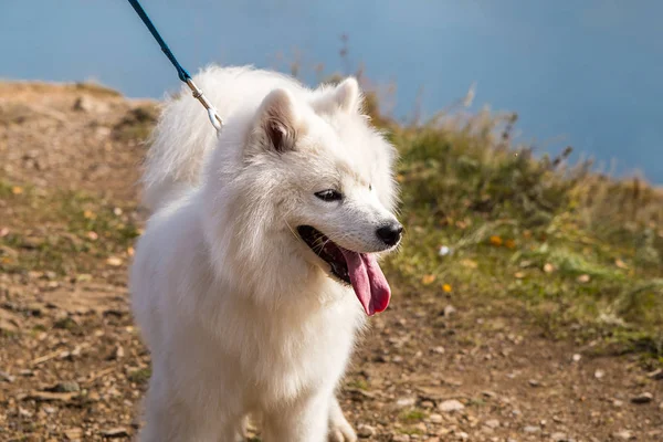 Portrait of white running mad Samoyed crazy dog walks outdoors on a leash — 스톡 사진