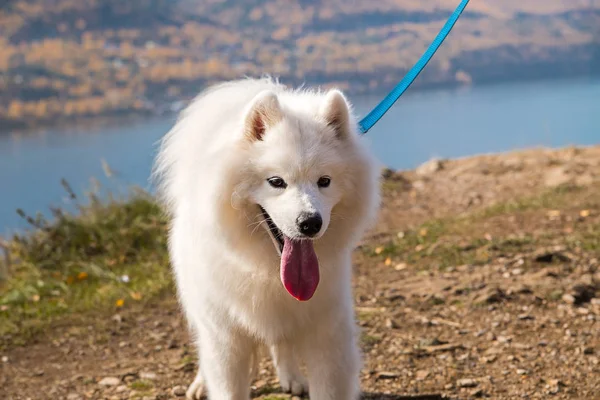Portrait of white running mad Samoyed crazy dog walks outdoors on a leash