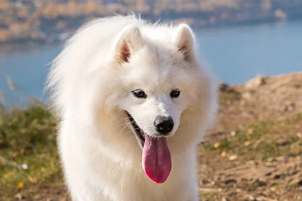 Πορτρέτο του λευκού τρέχει τρελός Samoyed τρελό σκυλί σε ένα μπλε φόντο του ποταμού — Φωτογραφία Αρχείου