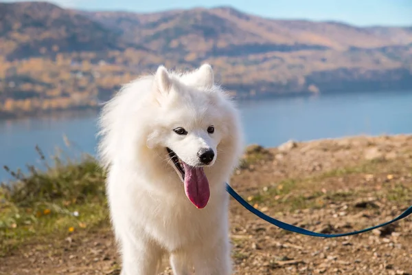 Portrait of white running mad Samoyed crazy dog walks outdoors on a leash — 스톡 사진