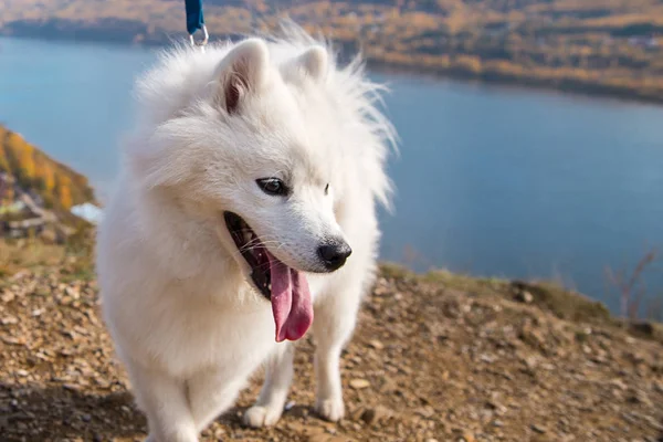 Portrait of white running mad Samoyed crazy dog on a blue background of river — 스톡 사진