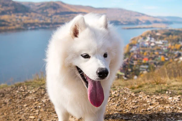 Portrait of white running mad Samoyed crazy dog on a blue background of river — 스톡 사진