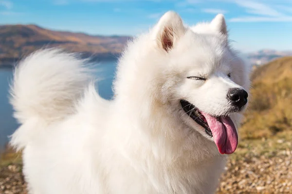 Portrait of white running mad Samoyed crazy dog on a blue background of river — 스톡 사진