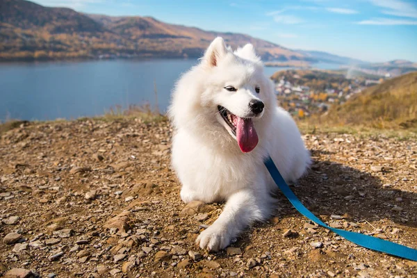 Portrait of white running mad Samoyed crazy dog walks outdoors on a leash