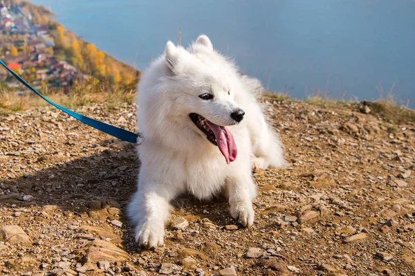 Portrait of white running mad Samoyed crazy dog walks outdoors on a leash