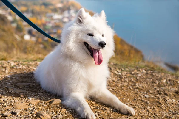 Portrait of white running mad Samoyed crazy dog walks outdoors on a leash — 스톡 사진