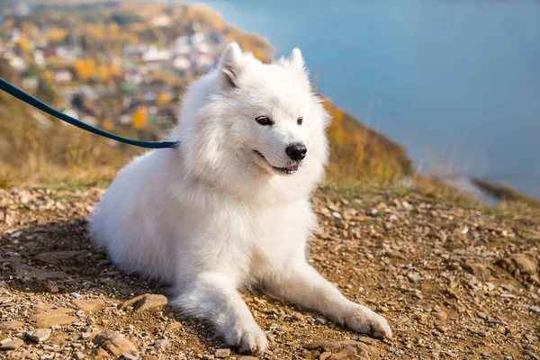 Portrait of white running mad Samoyed crazy dog walks outdoors on a leash — 스톡 사진