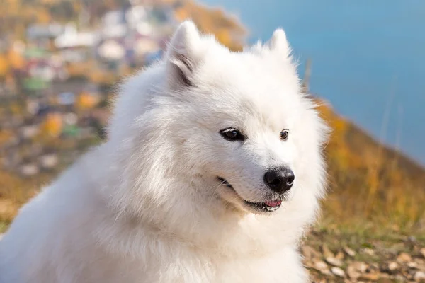 Retrato de perro loco blanco corriendo Samoyedo loco sobre un fondo azul del río — Foto de Stock