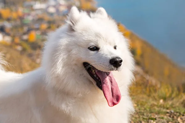 Retrato de branco correndo louco cão louco Samoyed em um fundo azul do rio — Fotografia de Stock