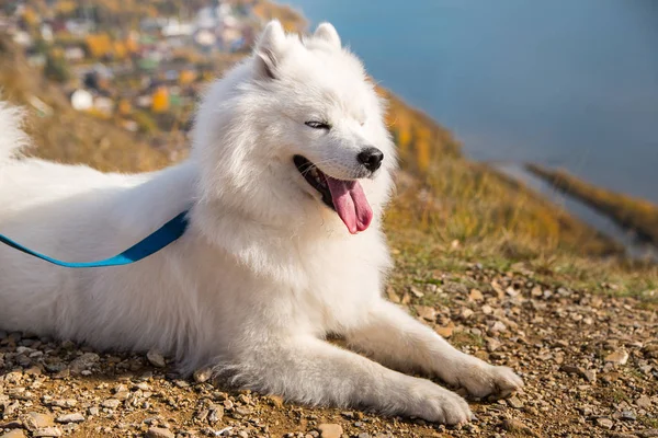 Retrato de branco correndo louco Samoyed cão louco caminha ao ar livre em uma trela — Fotografia de Stock