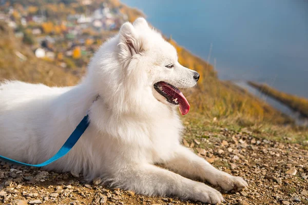 Portrait of white running mad Samoyed crazy dog walks outdoors on a leash