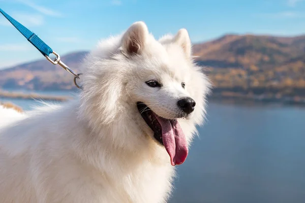 Portrait of white running mad Samoyed crazy dog walks outdoors on a leash