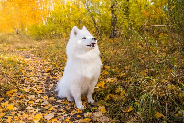 Ritratto di cane bianco Samoyed cammina e corre attraverso la foresta gialla autunnale con foglie — Foto Stock