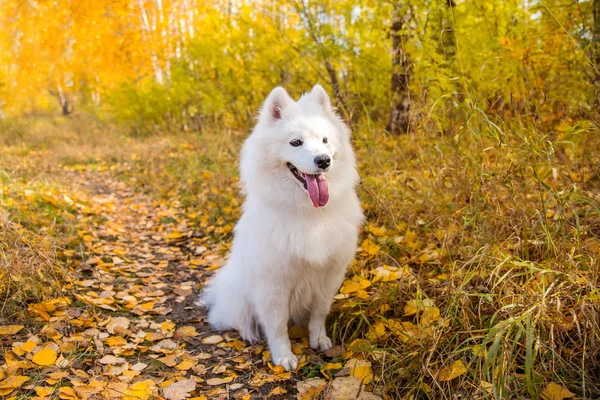 Beyaz Samoyed köpeğinin portresi sonbahar sarı ormanında yapraklarla yürüyor ve koşuyor. — Stok fotoğraf