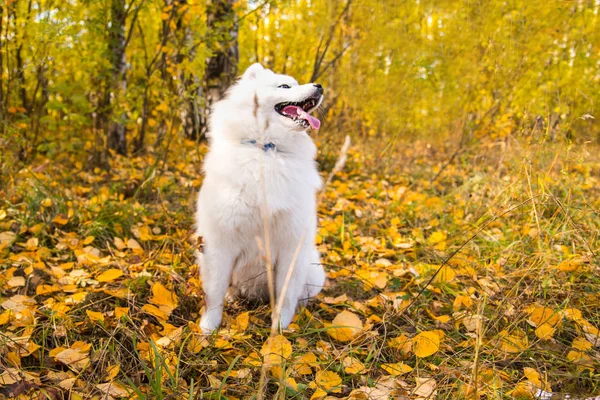 Portrait of white Samoyed dog walks and runs through the autumn yellow forest with leaves — 스톡 사진