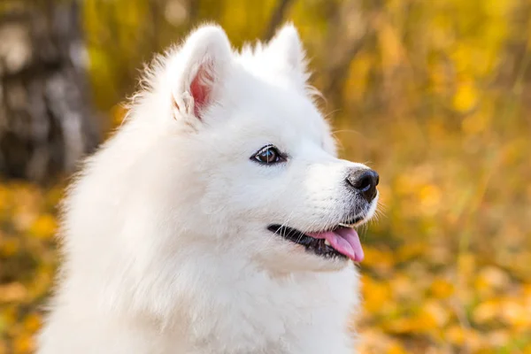 白いサモイド犬の肖像散歩や葉と秋の黄色の森を実行します。 — ストック写真