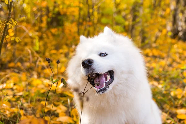 Retrato de branco Samoyed cão caminha e corre através da floresta amarela outono com folhas — Fotografia de Stock