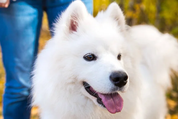 Beyaz Samoyed köpeğinin portresi sonbahar sarı ormanında yapraklarla yürüyor ve koşuyor. — Stok fotoğraf