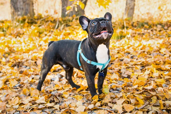 Ritratto di giovane bulldog francese su sfondo di foglie autunnali . — Foto Stock