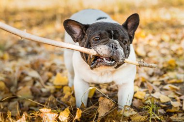 Sonbahar doğasında Fransız köpeği buldog..